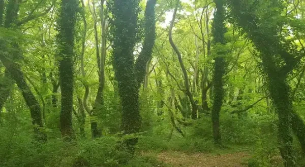 Enchanted Forests of Zagori