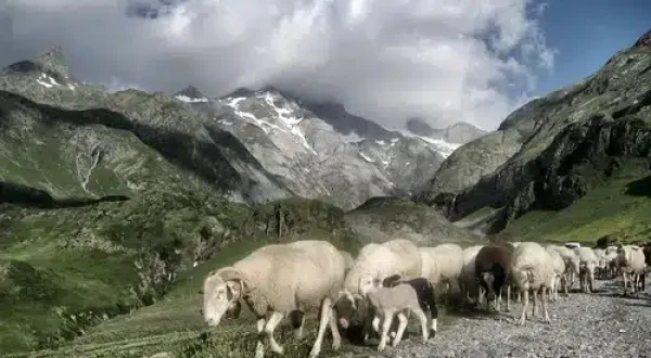 pyrenees-692958_1280